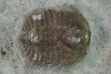 Ordovician Trilobite (Ampyxina) Fossil - Missouri #135521-1